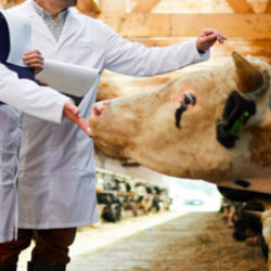 Nuevo sello de certificación de bienestar animal para especies ganaderas