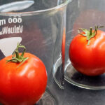tomate-laboratorio