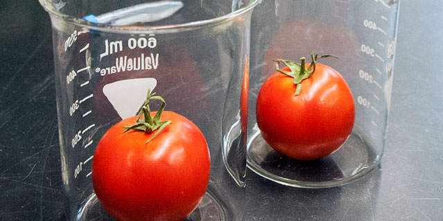 tomate-laboratorio