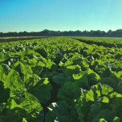 ¿Alimentos con etiqueta climática, ademas de nutricional?