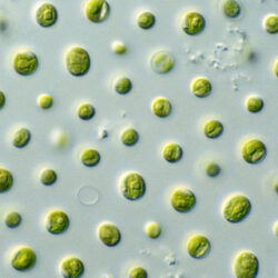 Los investigadores analizan las microalgas como una alternativa viable a los peces